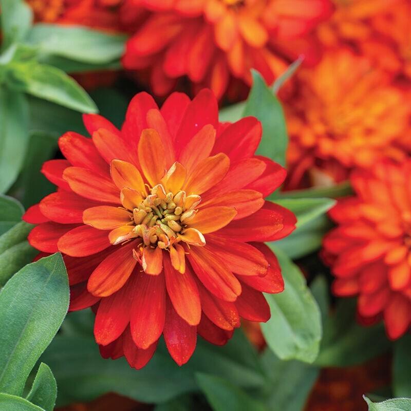Zinnia 'zahara Bonfire Mix' - View 9 from www redcrocus com