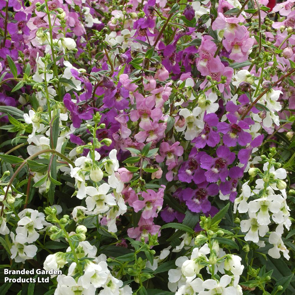Angelonia Serena Mix - View 10 from www redcrocus com