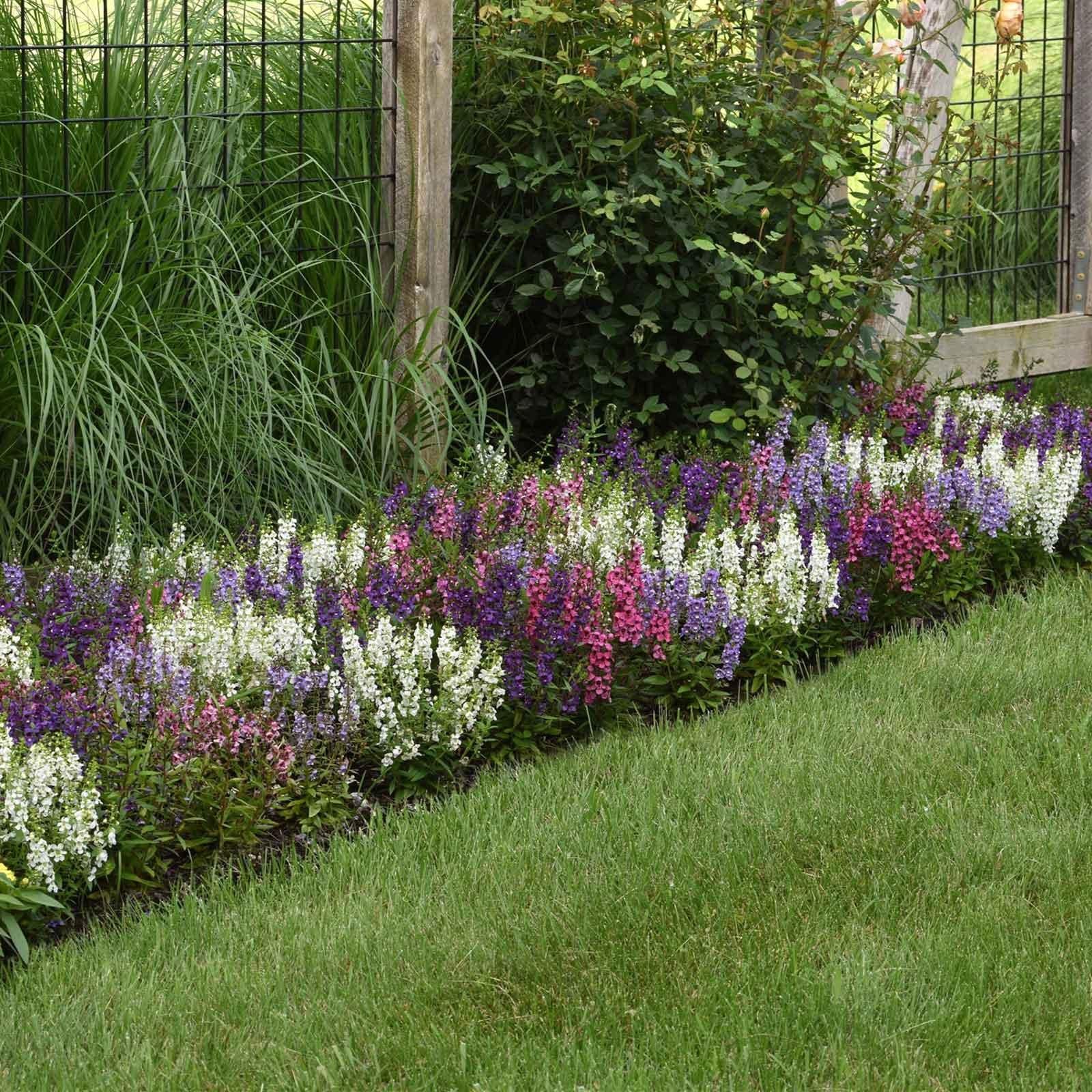 Angelonia Serena Mix - View 13 from www redcrocus com