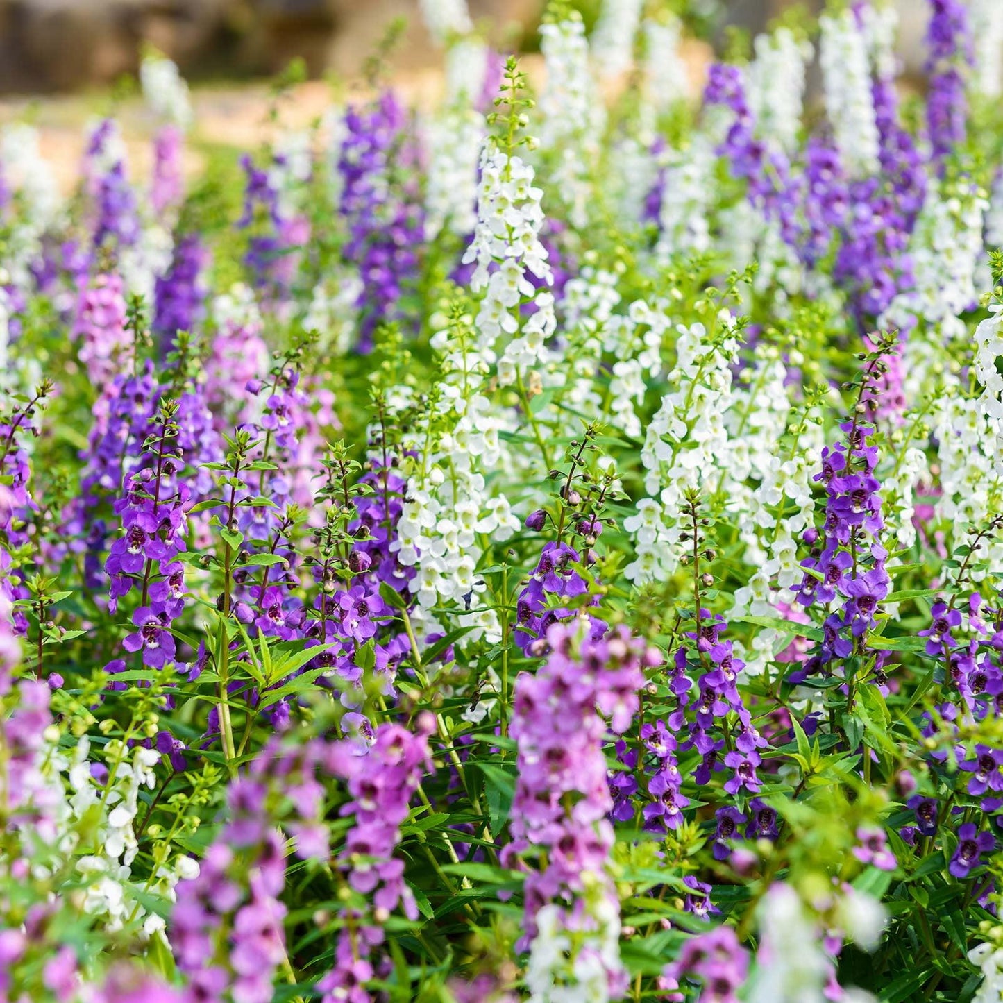 Angelonia Serena Mix - View 14 from www redcrocus com