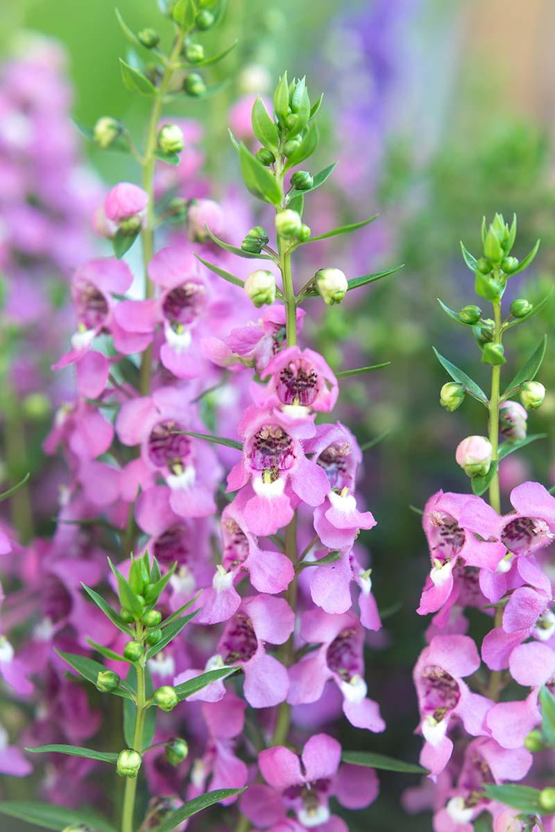 Angelonia Serena Mix - View 15 from www redcrocus com
