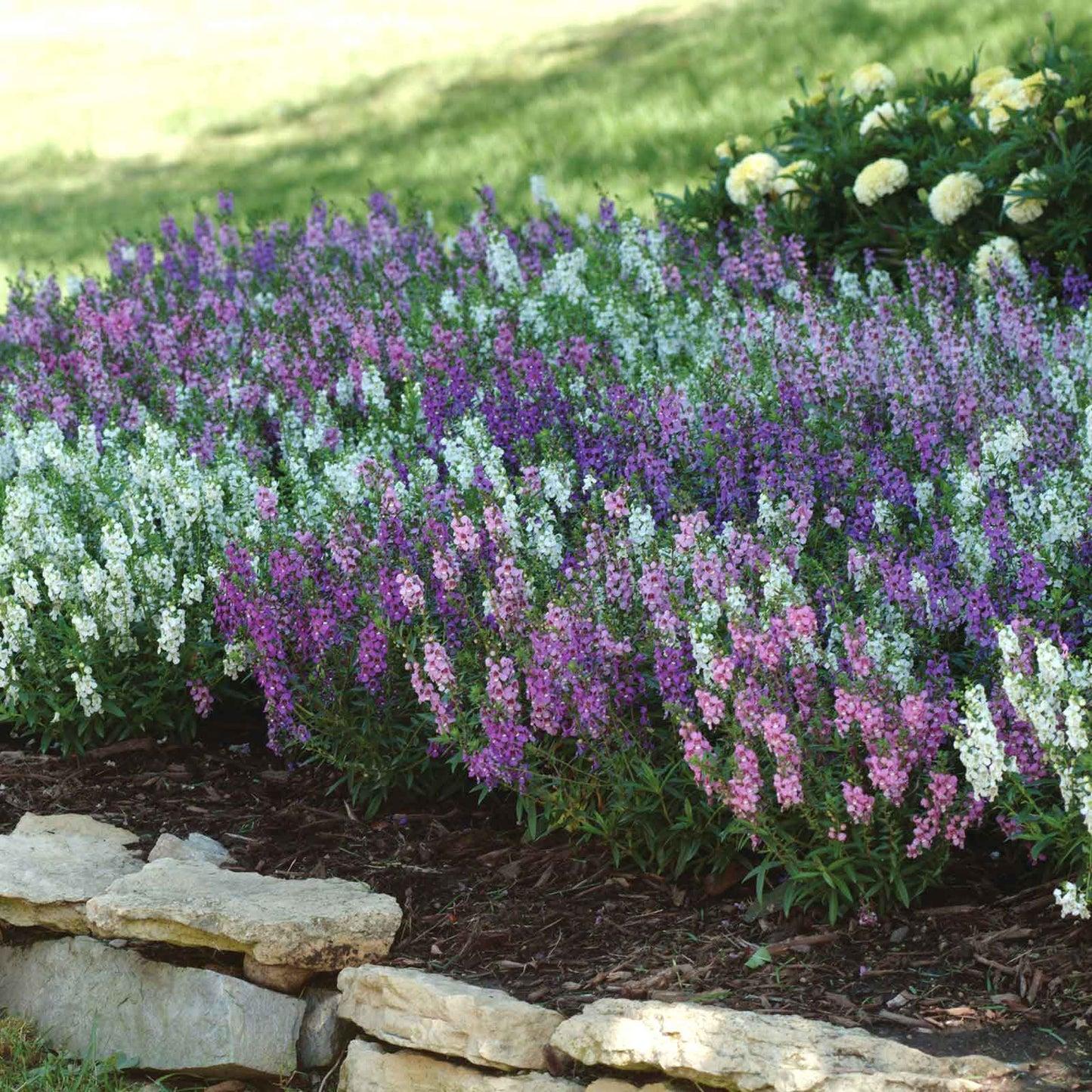Angelonia Serena Mix - View 18 from www redcrocus com