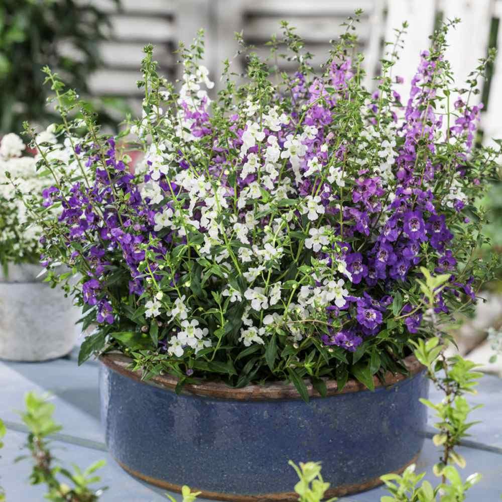 Angelonia Serena Mix - View 20 from www redcrocus com