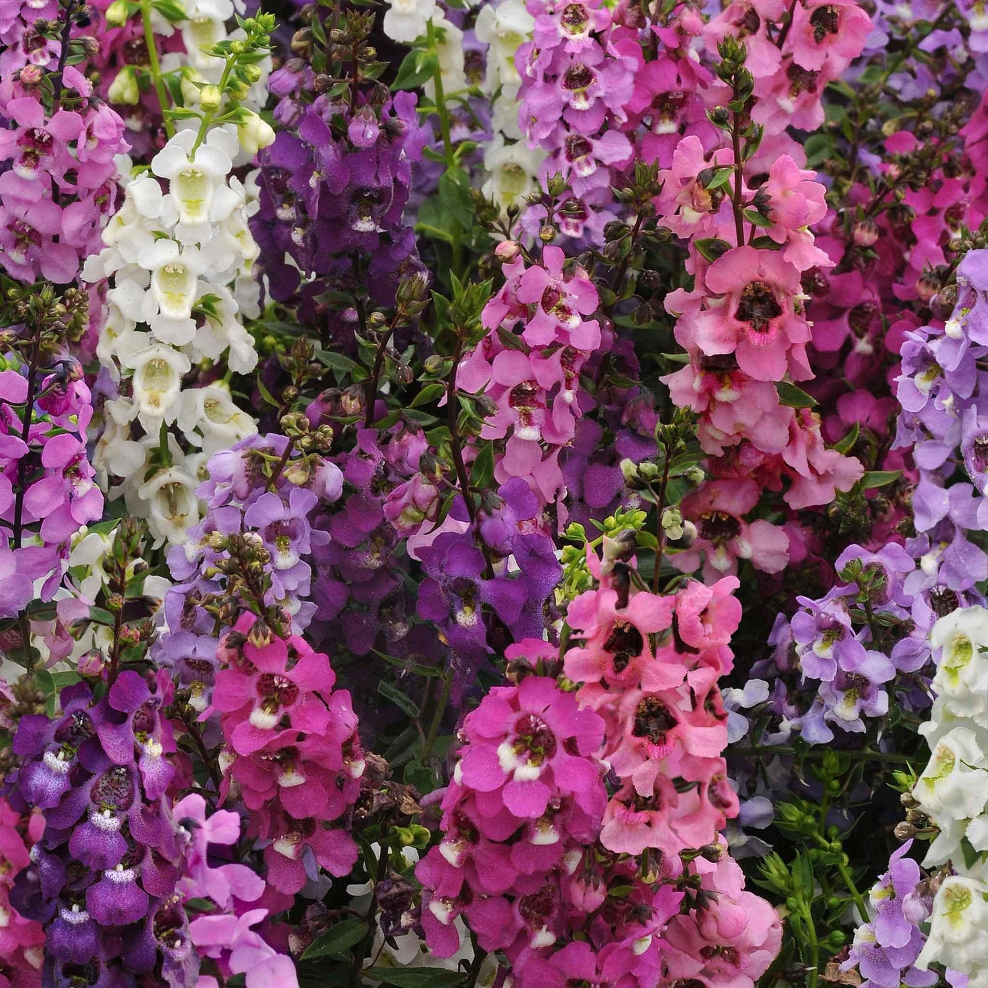 Angelonia Serena Mix - View 2 from www redcrocus com