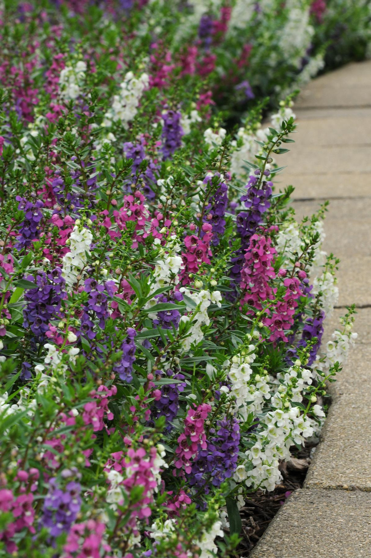 Angelonia Serena Mix - View 3 from www redcrocus com