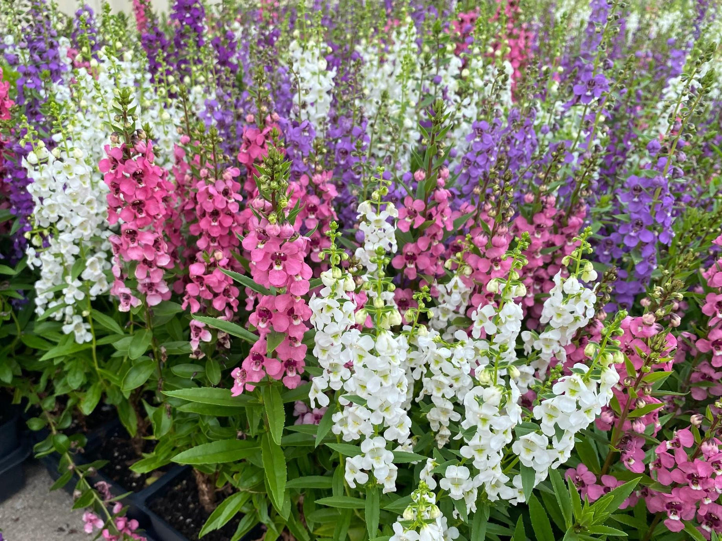 Angelonia Serena Mix - View 4 from www redcrocus com