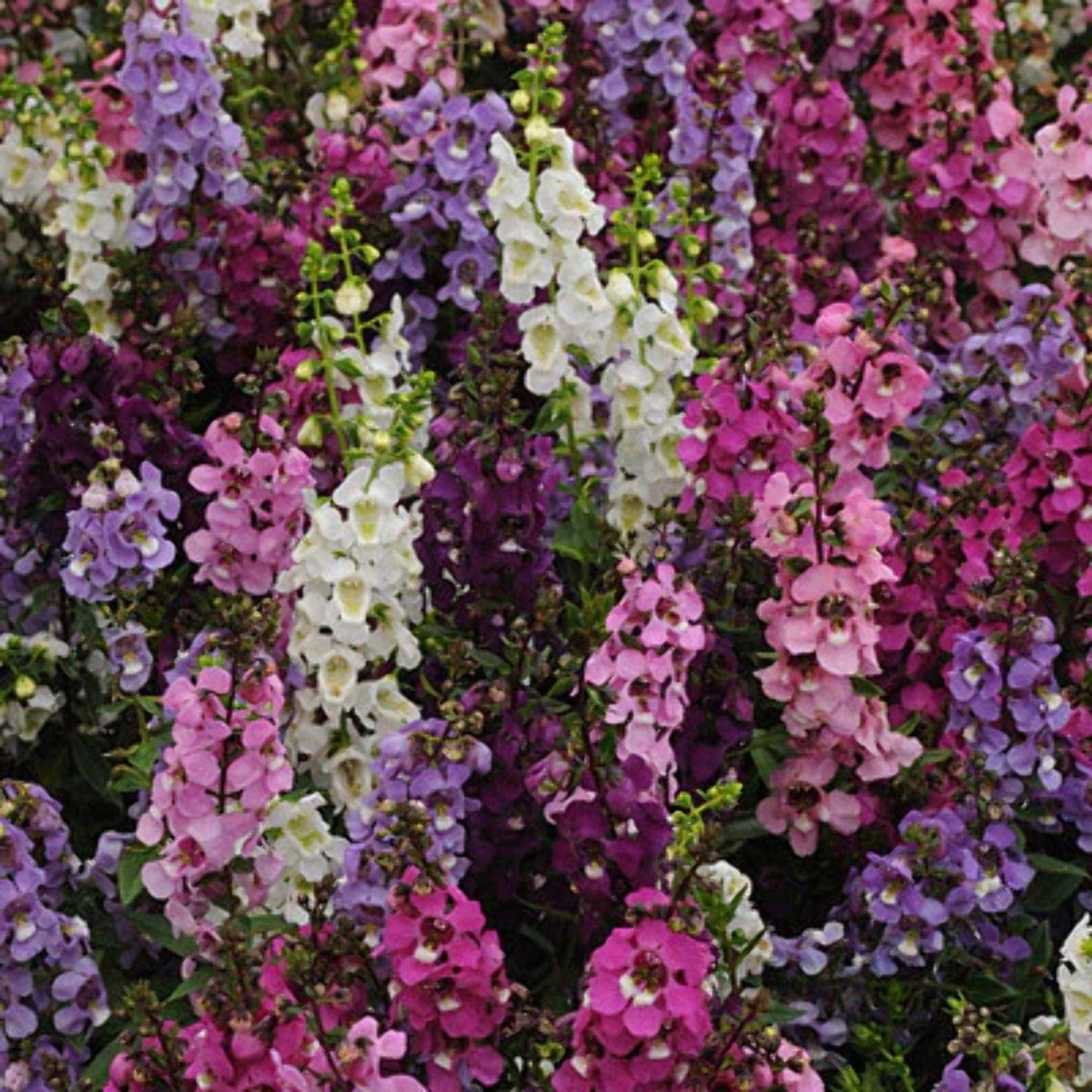 Angelonia Serena Mix - View 5 from www redcrocus com