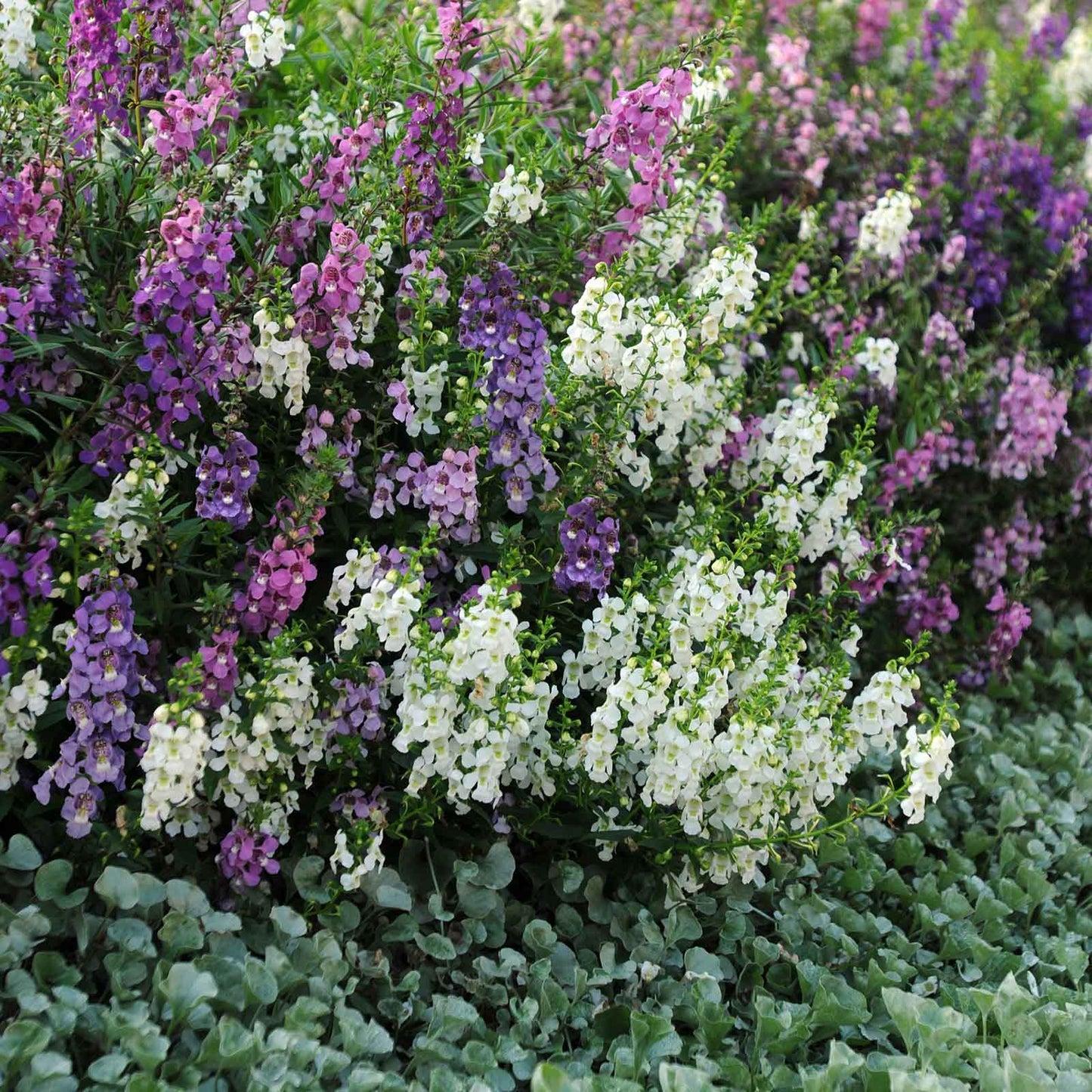 Angelonia Serena Mix - View 7 from www redcrocus com