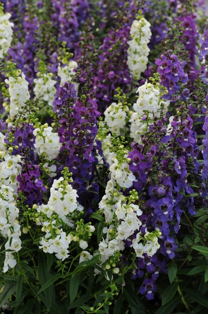 Angelonia Serena Mix - View 8 from www redcrocus com