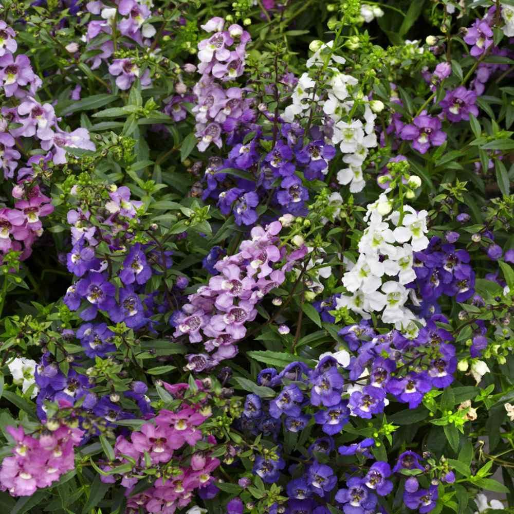 Angelonia Serena Mix - View 9 from www redcrocus com
