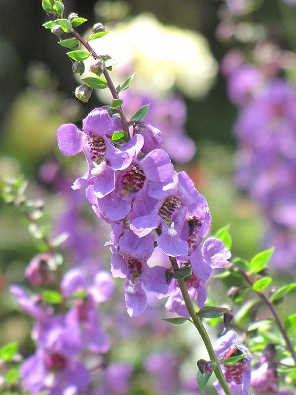 Angelonia Serena Purple - View 10 from www redcrocus com