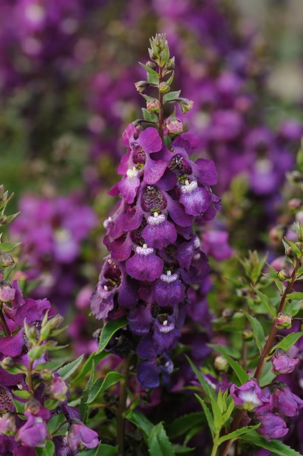 Angelonia Serena Purple - View 11 from www redcrocus com