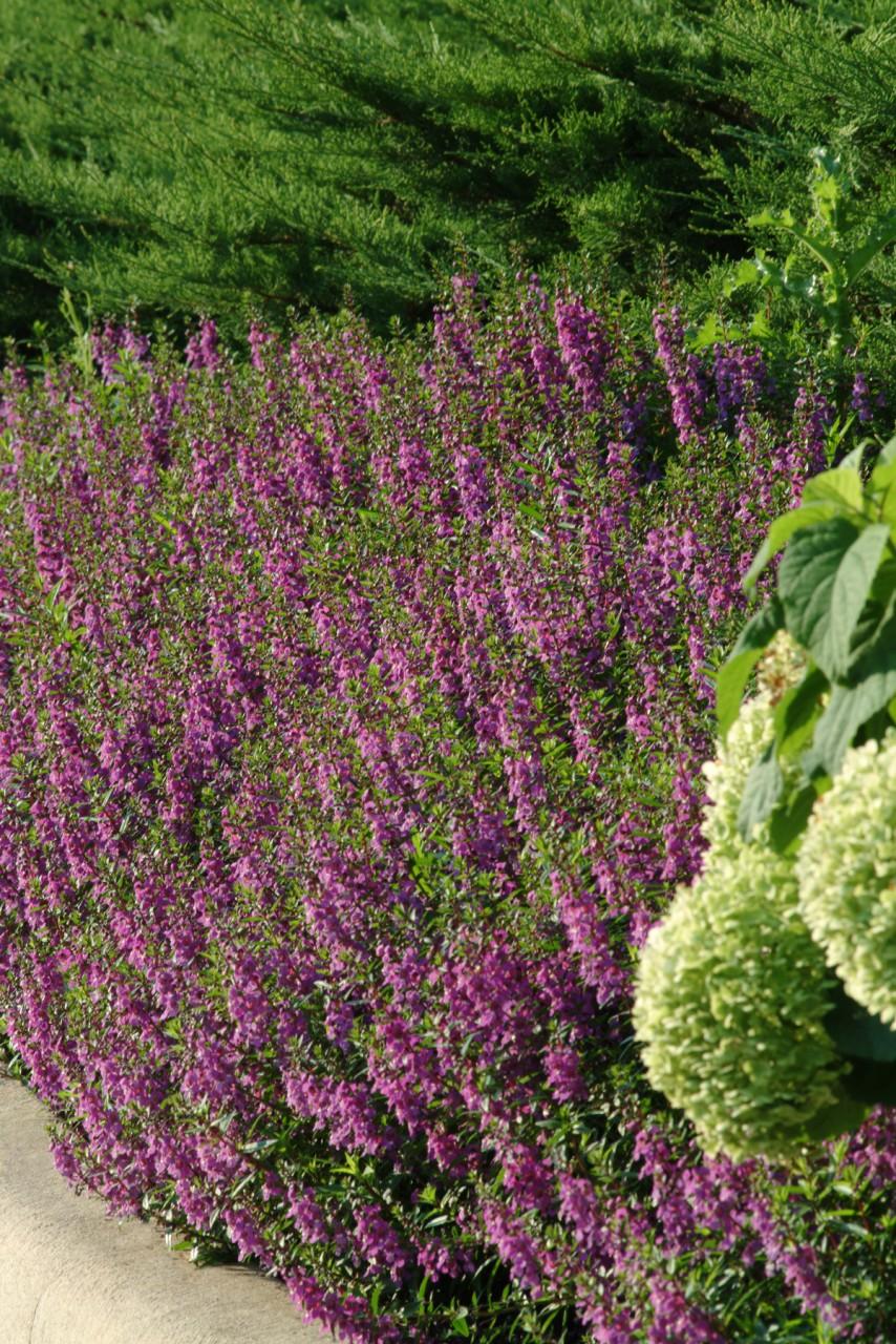 Angelonia Serena Purple - View 12 from www redcrocus com
