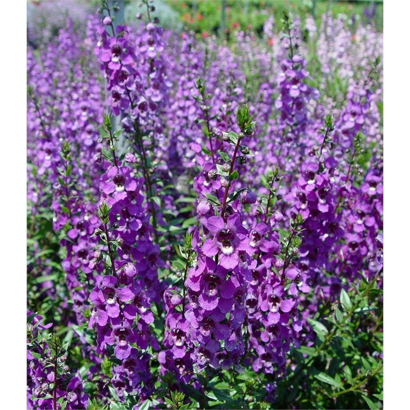Angelonia Serena Purple - View 13 from www redcrocus com