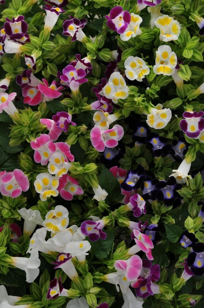 Angelonia Serena Purple - View 14 from www redcrocus com