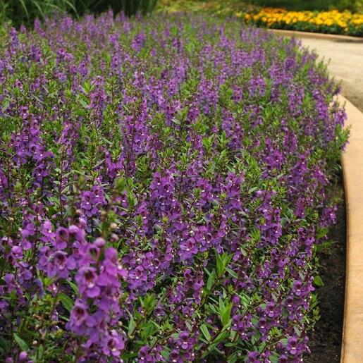 Angelonia Serena Purple - View 15 from www redcrocus com