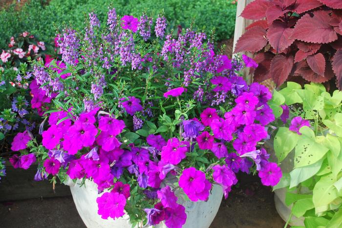 Angelonia Serena Purple - View 16 from www redcrocus com
