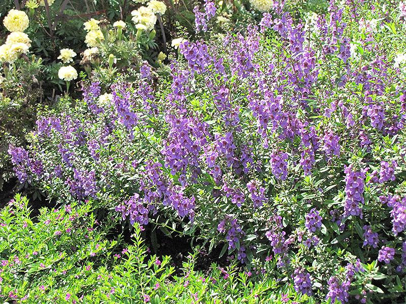 Angelonia Serena Purple - View 17 from www redcrocus com