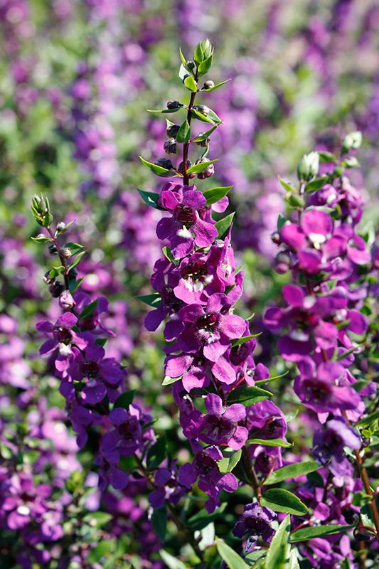 Angelonia Serena Purple - View 1 from www redcrocus com