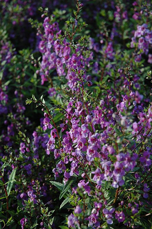 Angelonia Serena Purple - View 2 from www redcrocus com