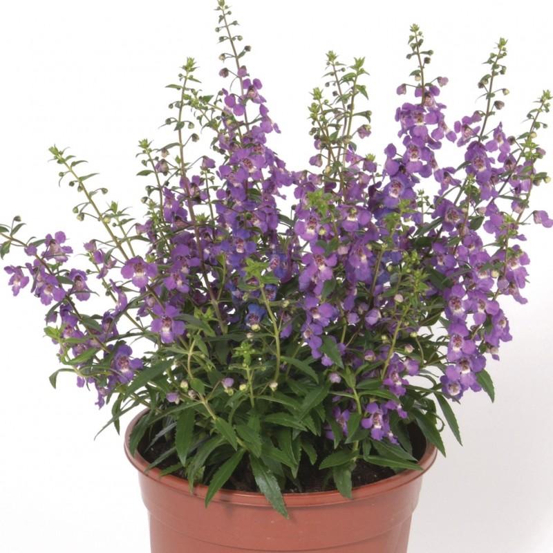 Angelonia Serena Purple - View 3 from www redcrocus com