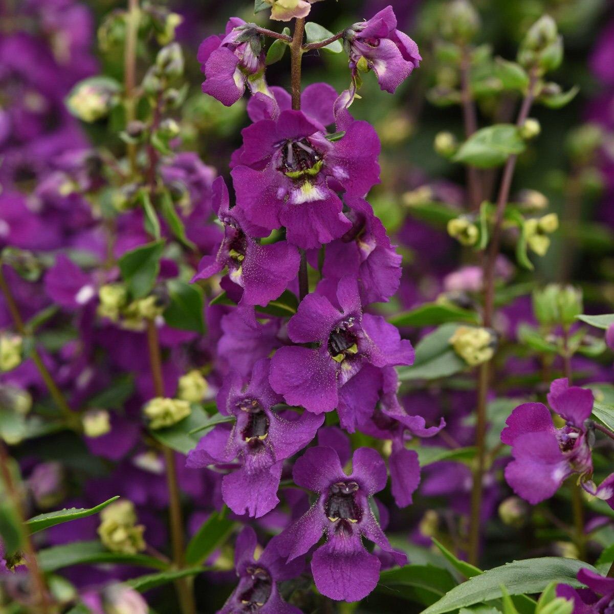 Angelonia Serena Purple - View 4 from www redcrocus com