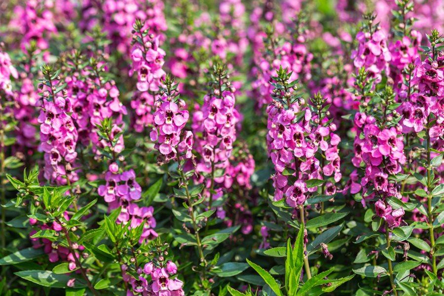 Angelonia Serena Purple - View 5 from www redcrocus com