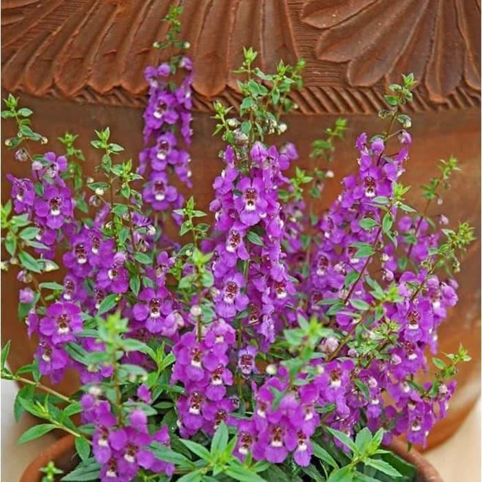 Angelonia Serena Purple - View 6 from www redcrocus com