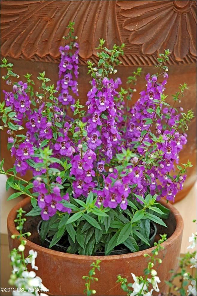 Angelonia Serena Purple - View 7 from www redcrocus com