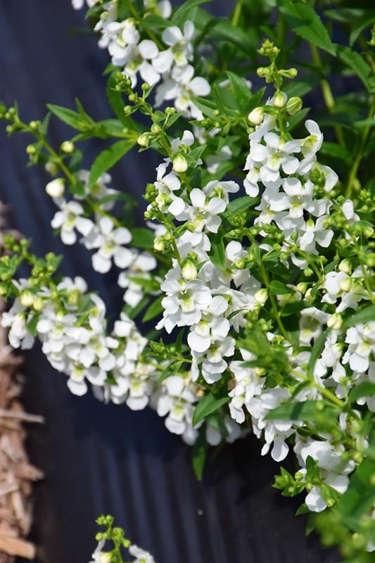 Angelonia Serena White - View 10 from www redcrocus com