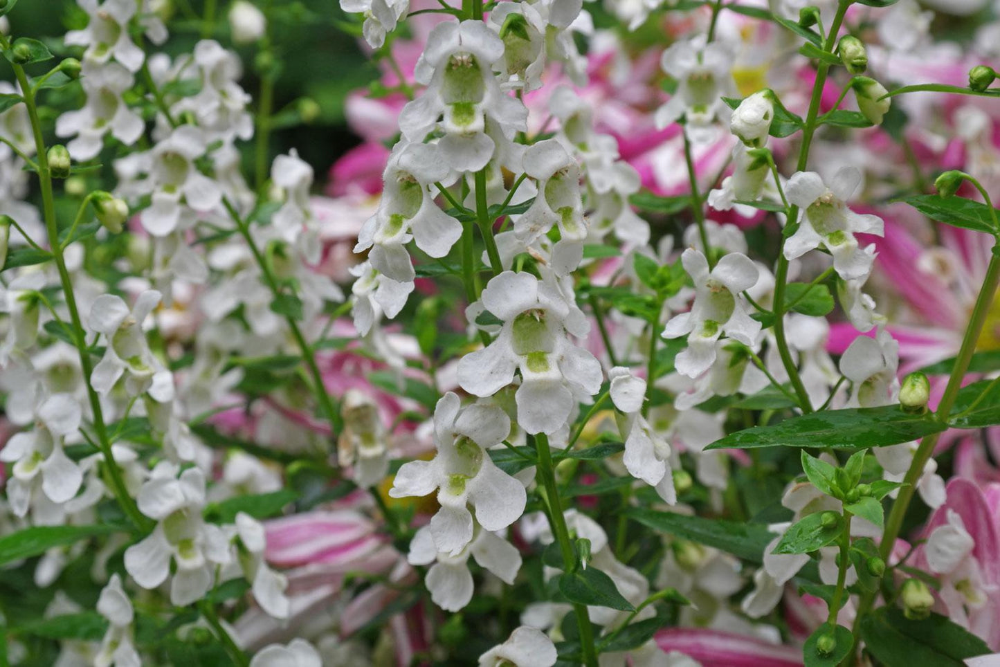 Angelonia Serena White - View 11 from www redcrocus com