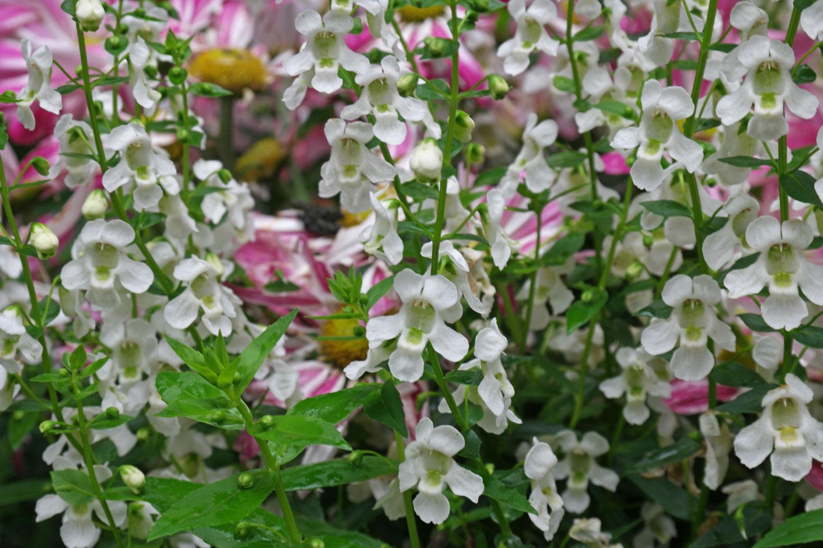 Angelonia Serena White - View 12 from www redcrocus com
