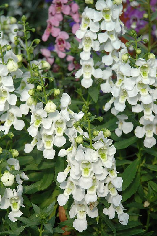 Angelonia Serena White - View 13 from www redcrocus com