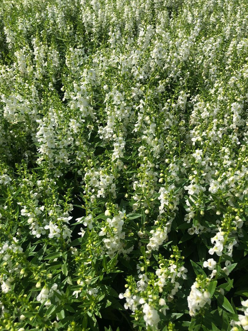 Angelonia Serena White - View 14 from www redcrocus com