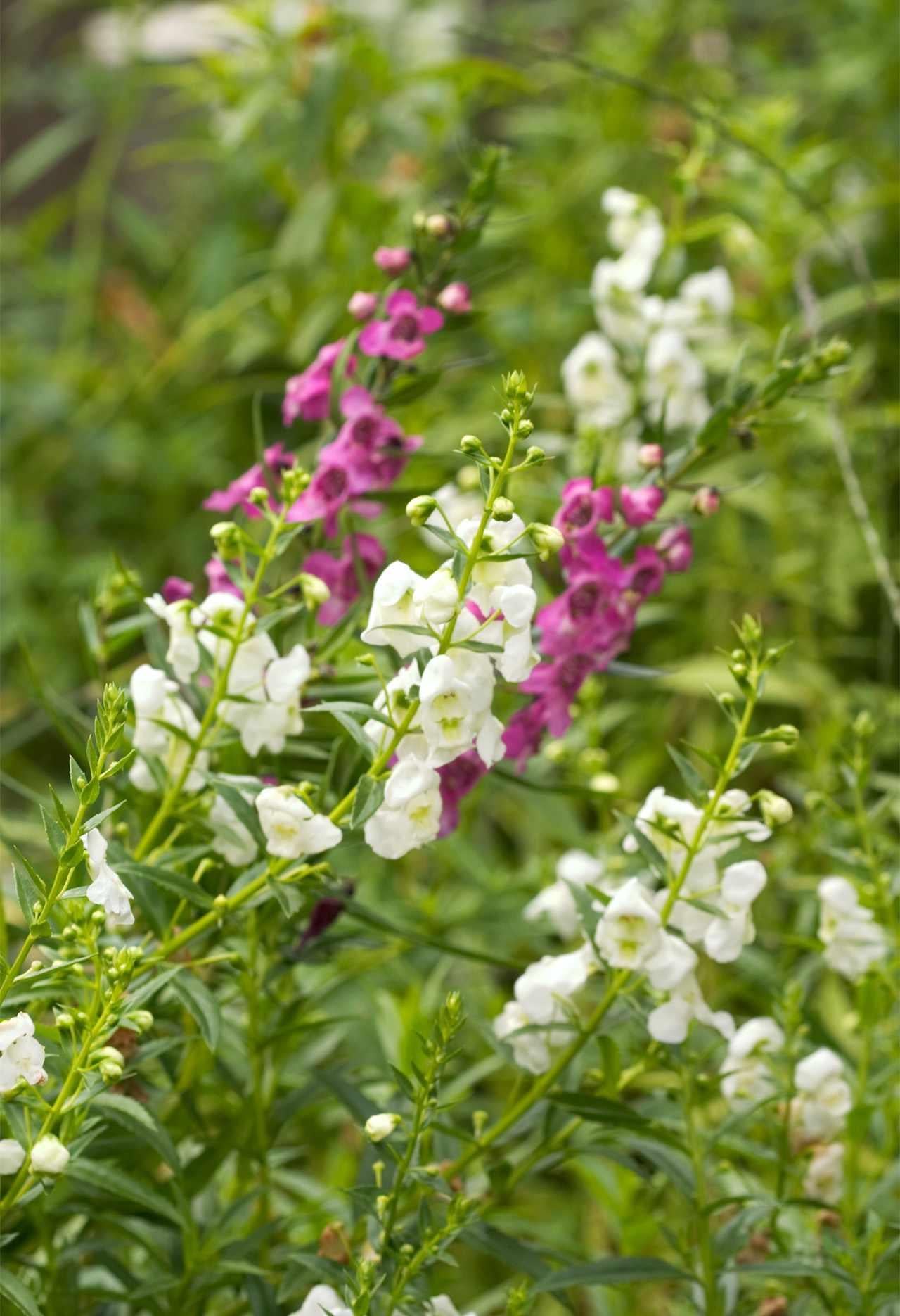 Angelonia Serena White - View 15 from www redcrocus com