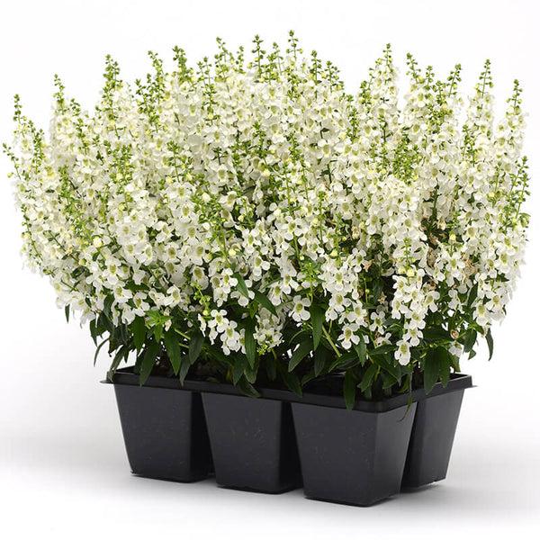 Angelonia Serena White - View 16 from www redcrocus com