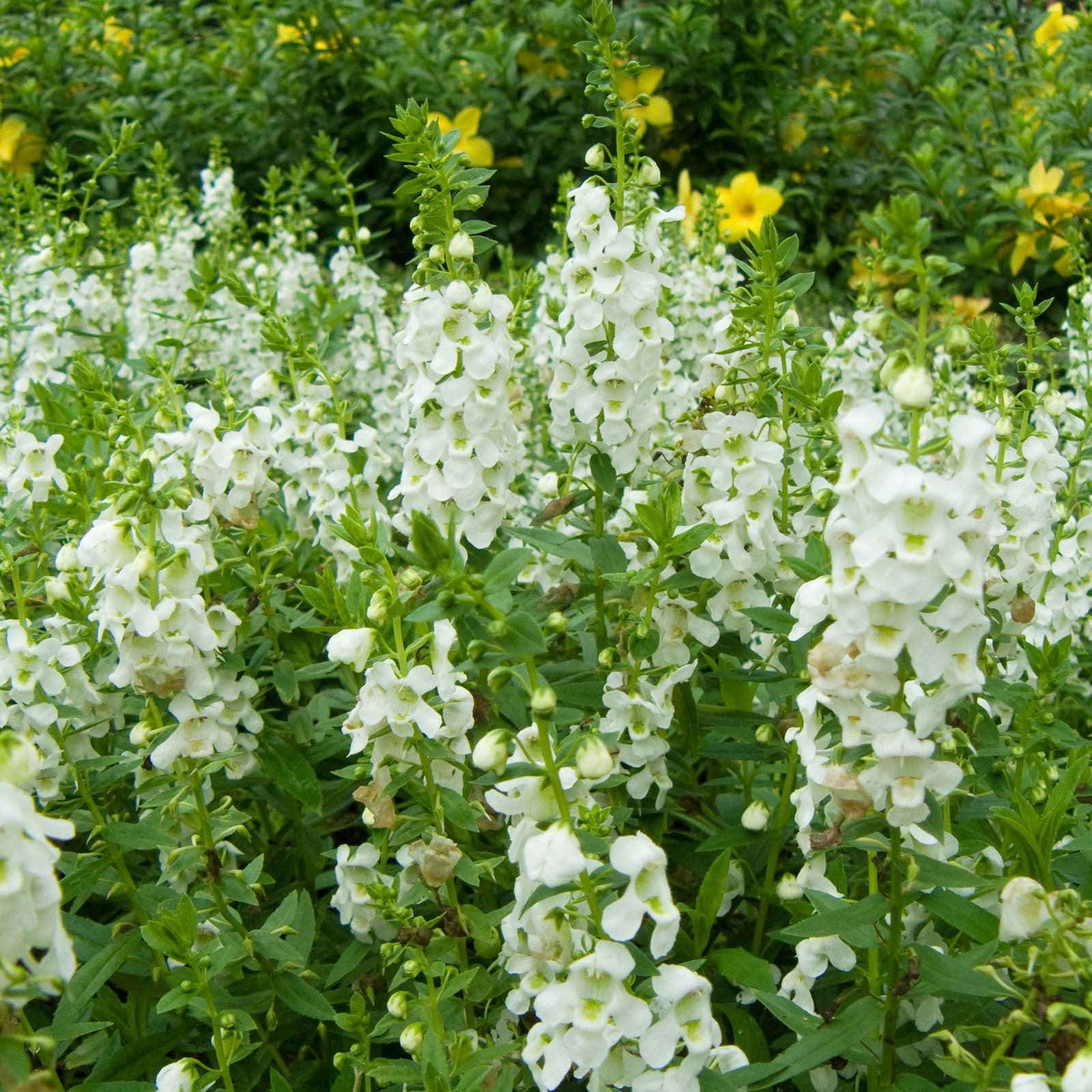 Angelonia Serena White - View 18 from www redcrocus com