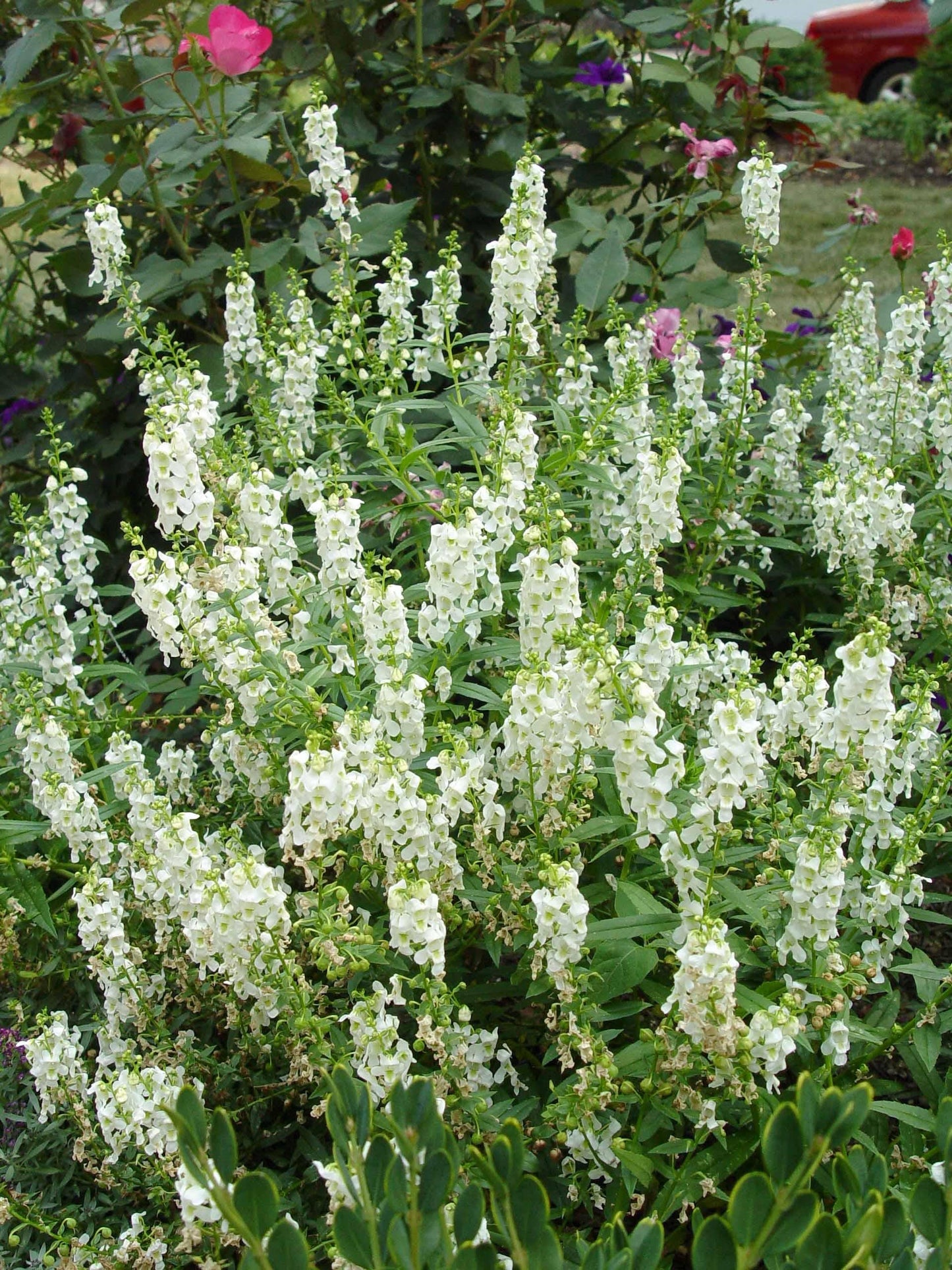 Angelonia Serena White - View 1 from www redcrocus com