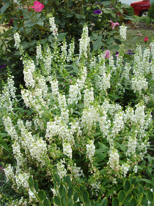 Angelonia Serena White - View 1 from www redcrocus com