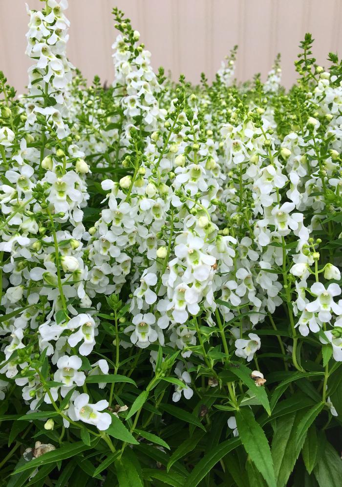Angelonia Serena White - View 2 from www redcrocus com