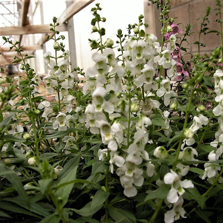 Angelonia Serena White - View 3 from www redcrocus com