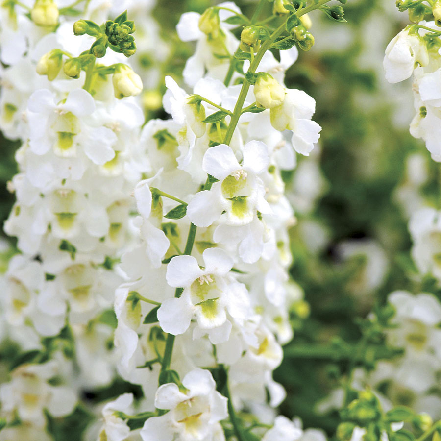 Angelonia Serena White - View 4 from www redcrocus com