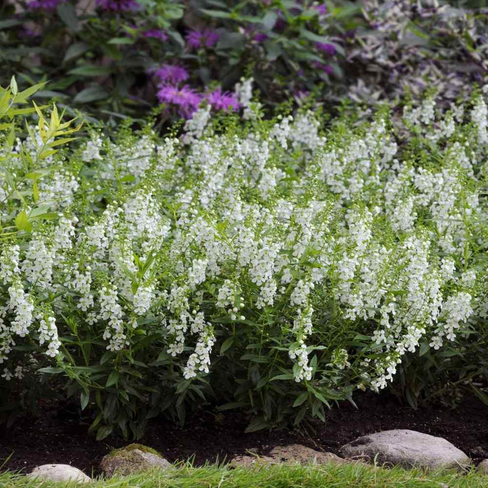 Angelonia Serena White - View 5 from www redcrocus com