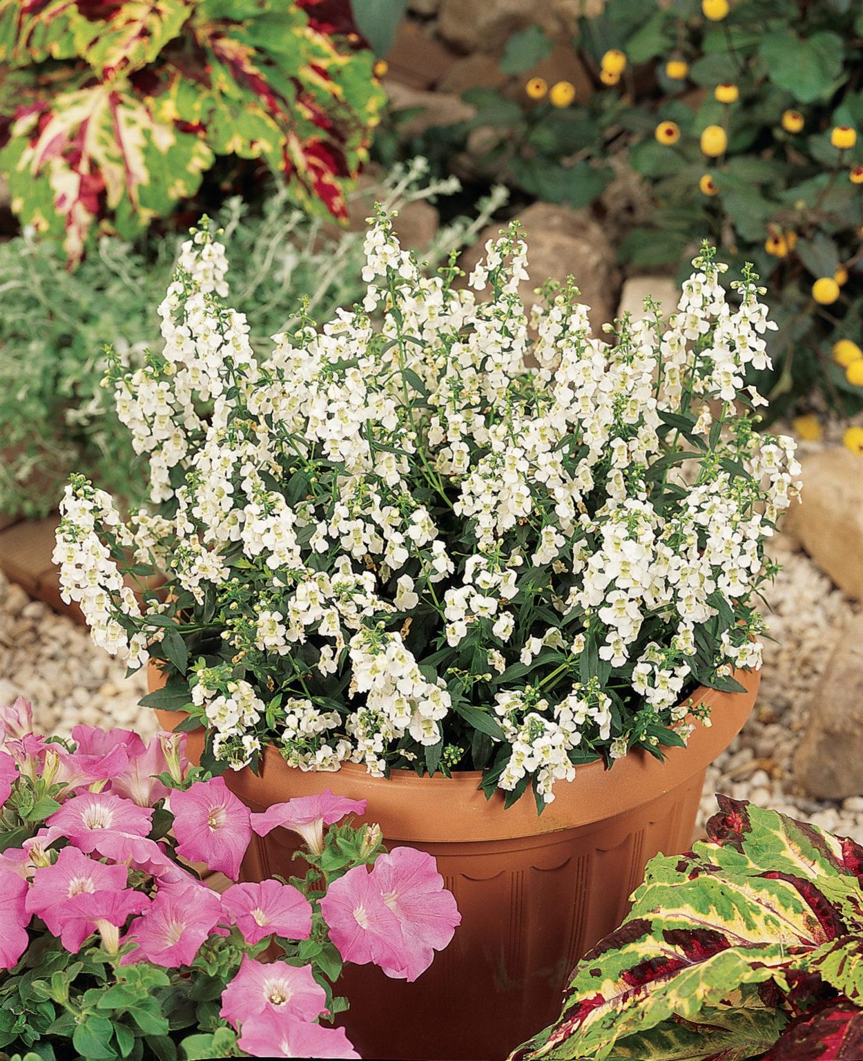 Angelonia Serena White - View 6 from www redcrocus com