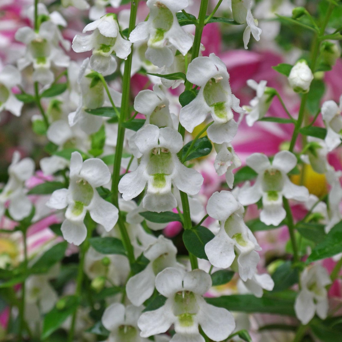 Angelonia Serena White - View 9 from www redcrocus com