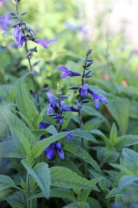 Salvia Guaranitica Black And Blue - View 10 from www redcrocus com
