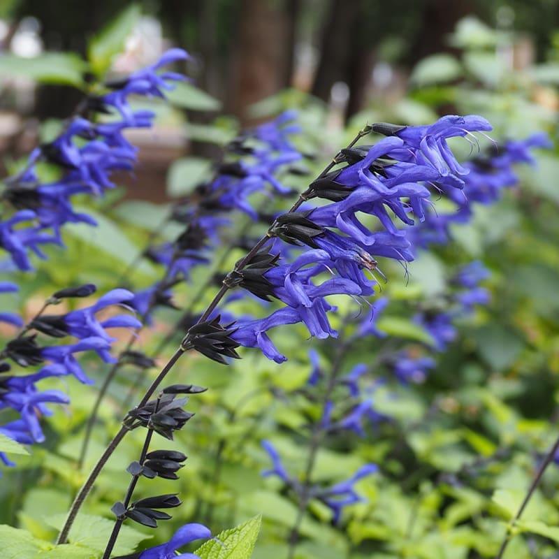 Salvia Guaranitica Black And Blue - View 11 from www redcrocus com