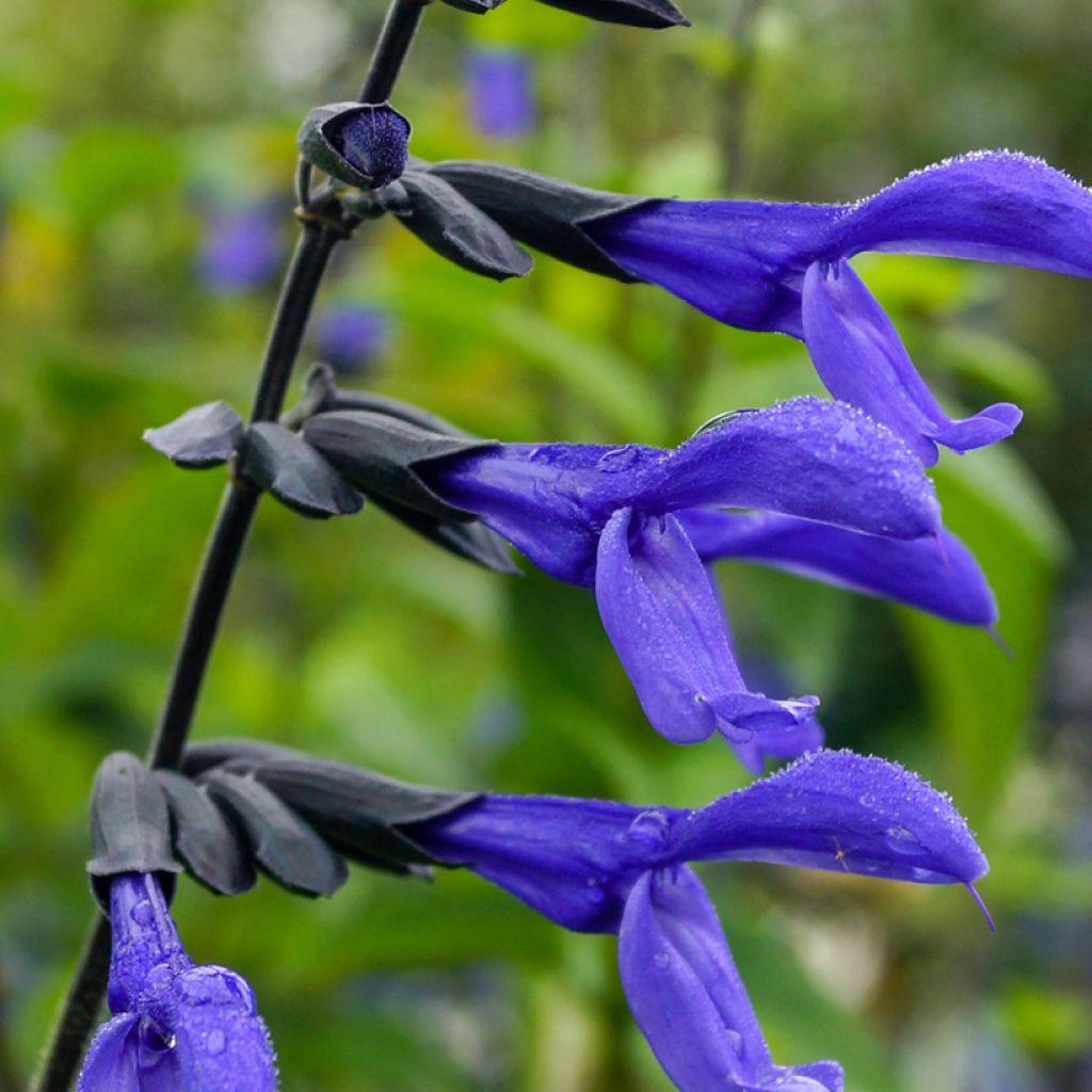 Salvia Guaranitica Black And Blue - View 12 from www redcrocus com