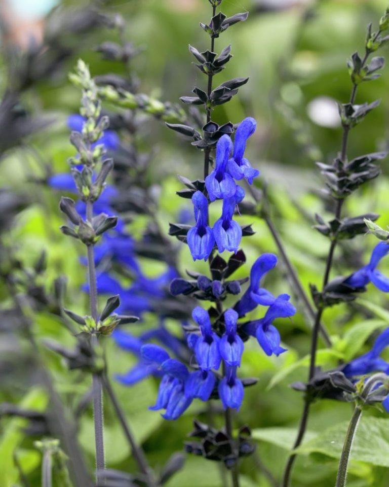 Salvia Guaranitica Black And Blue - View 13 from www redcrocus com