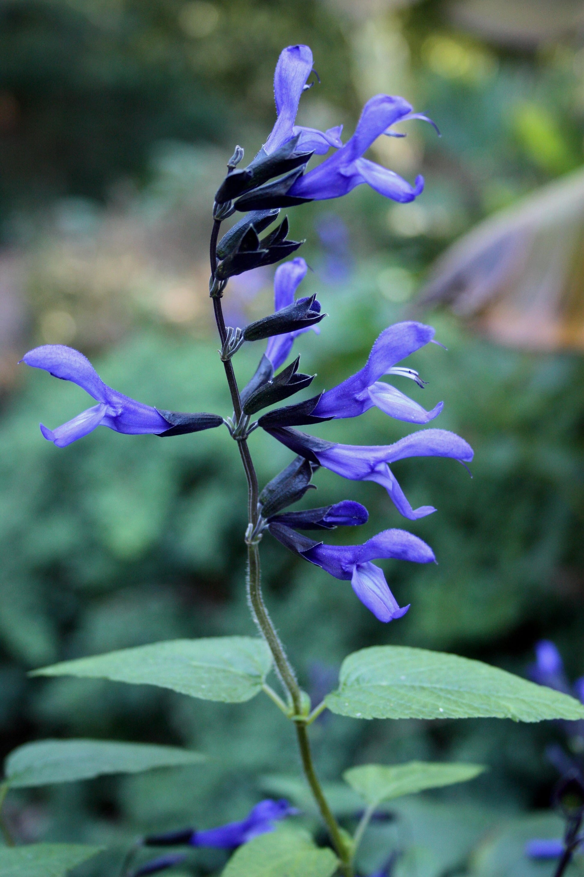 Salvia Guaranitica Black And Blue - View 14 from www redcrocus com